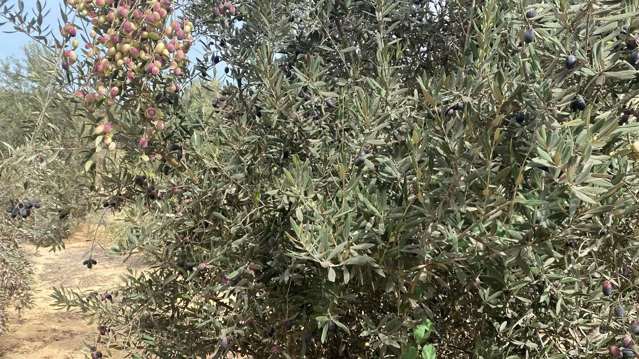 Al Fayrouz Farm — photo 1