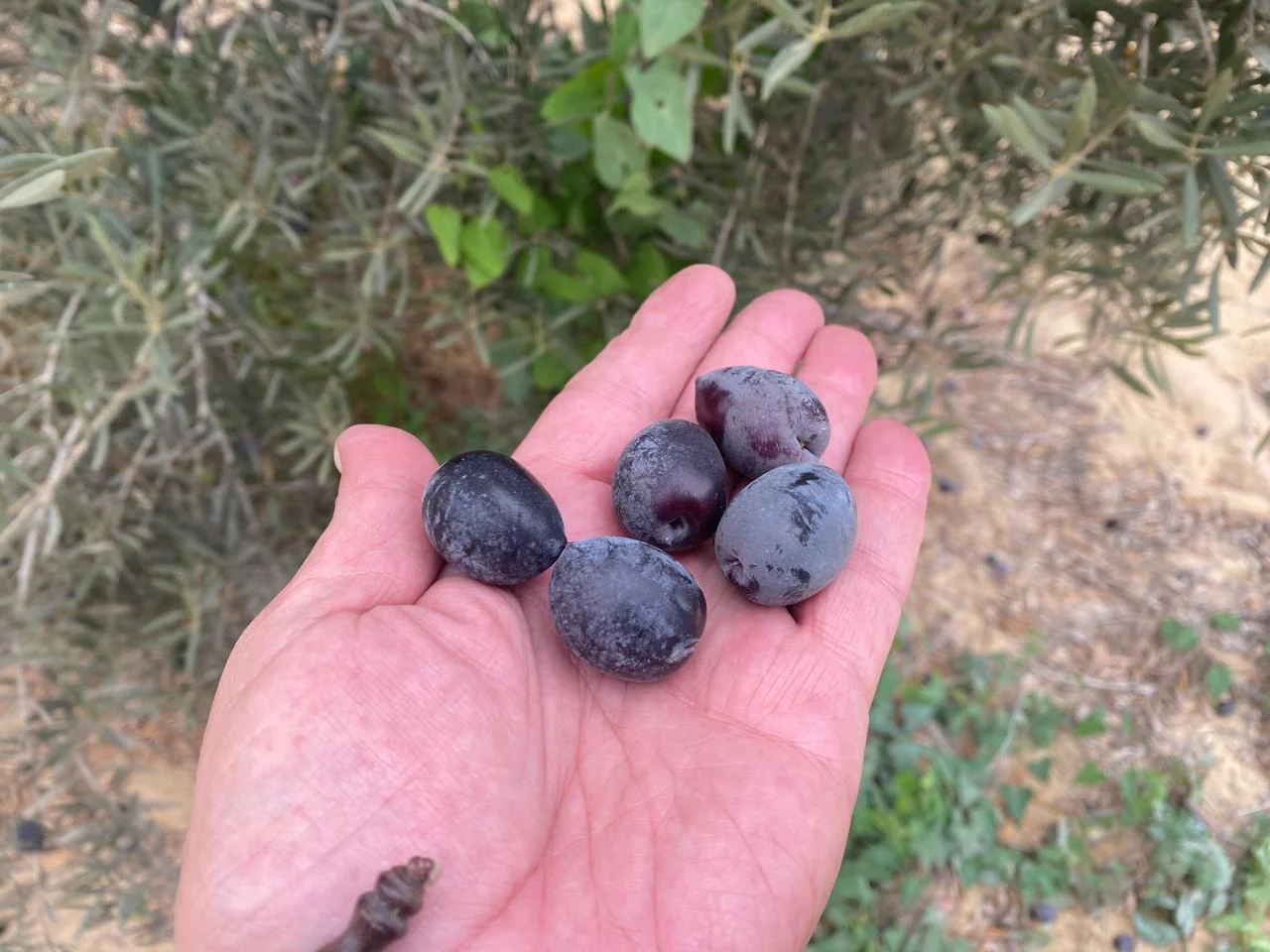 Al Fayrouz Farm — photo 3