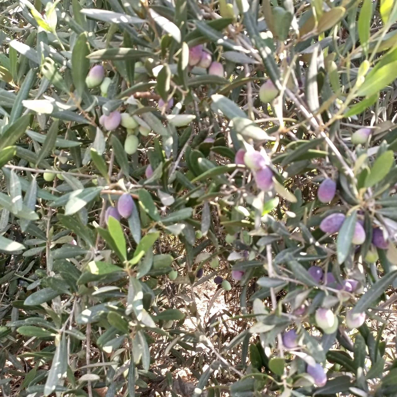 Al Fayrouz Farm — photo 4