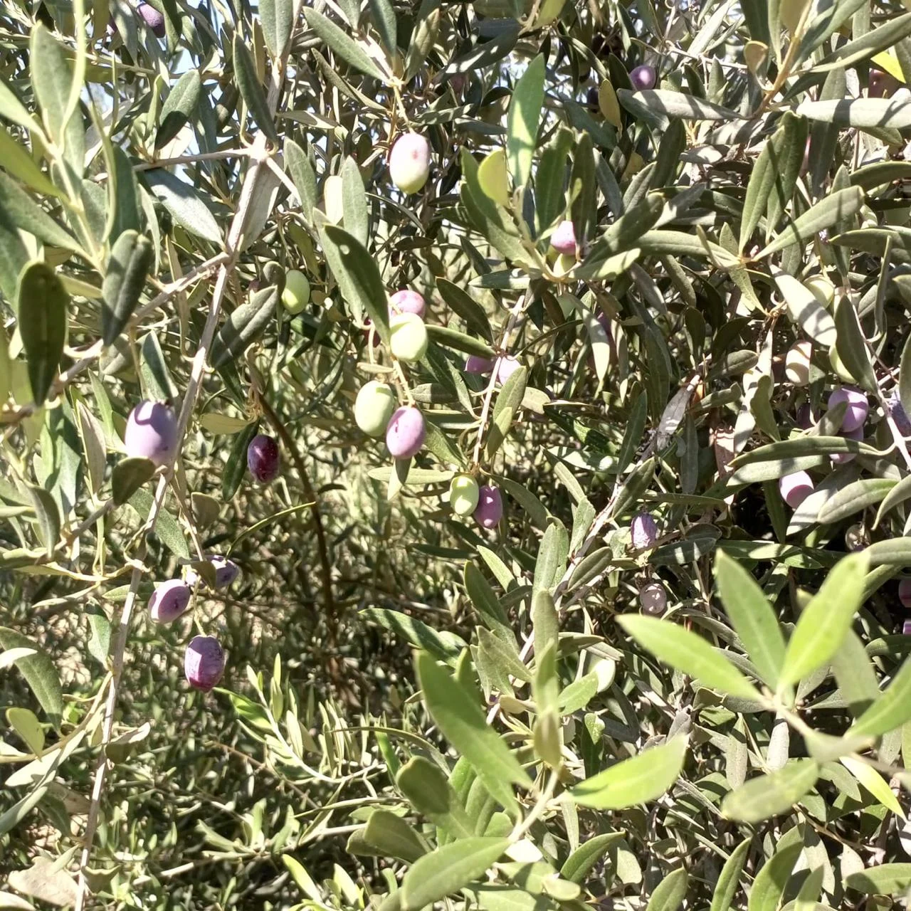 Al Fayrouz Farm — photo 5