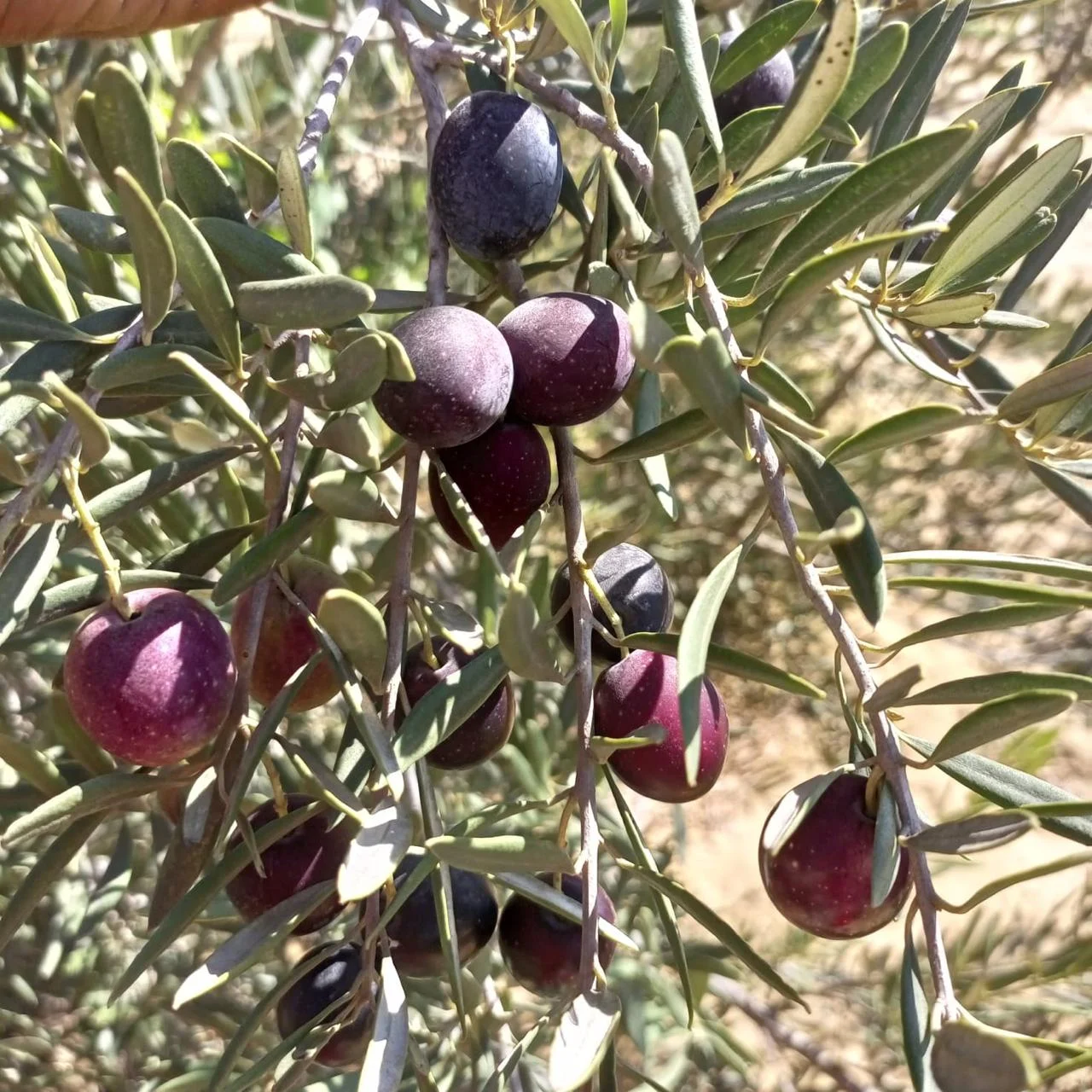 Olives on their branches at Al Fayrouz Farm