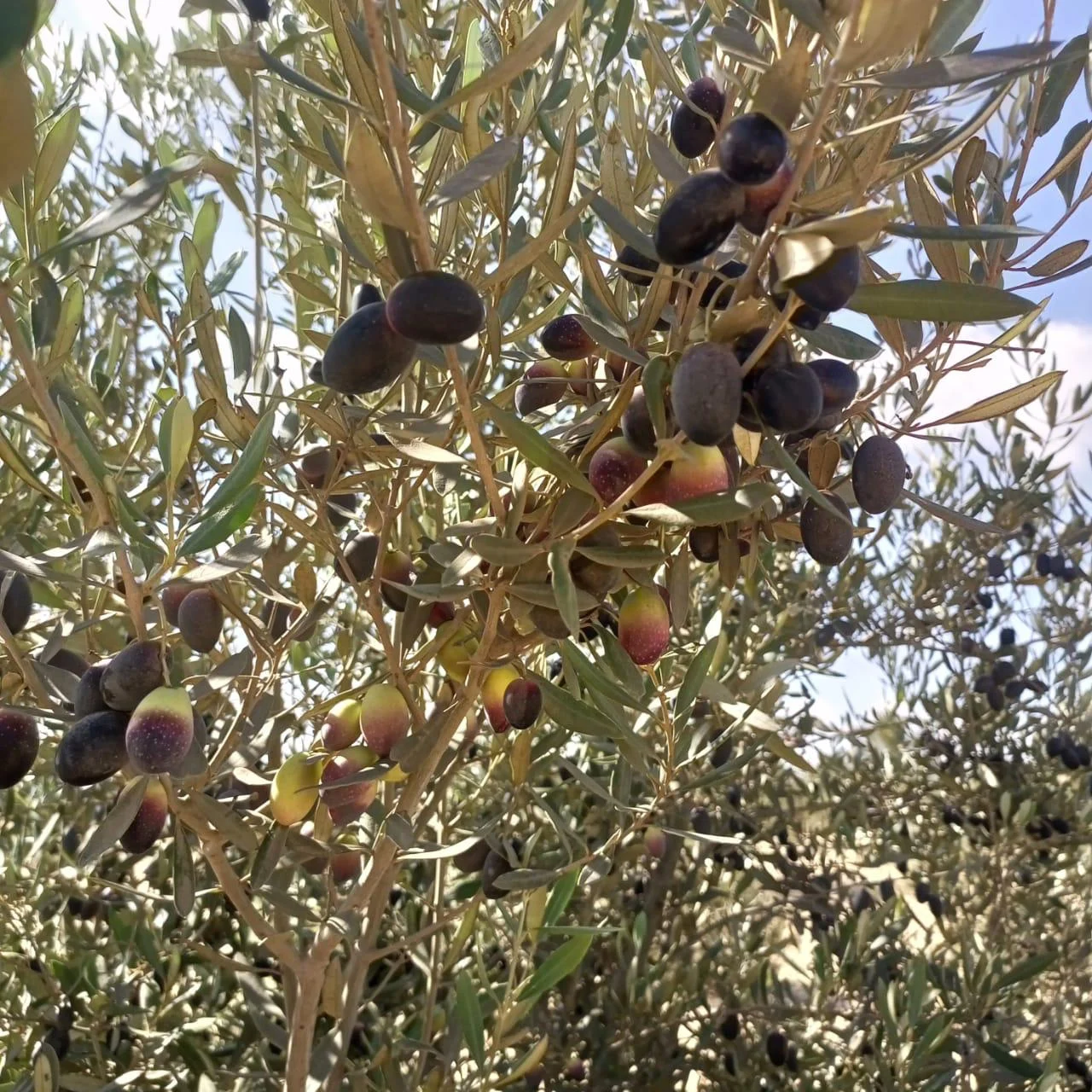 Al Fayrouz Farm — photo 7